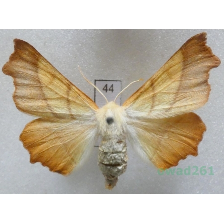 Ennomos fuscantaria (Haworth, 1809) female Latalec najesioniak Czech44